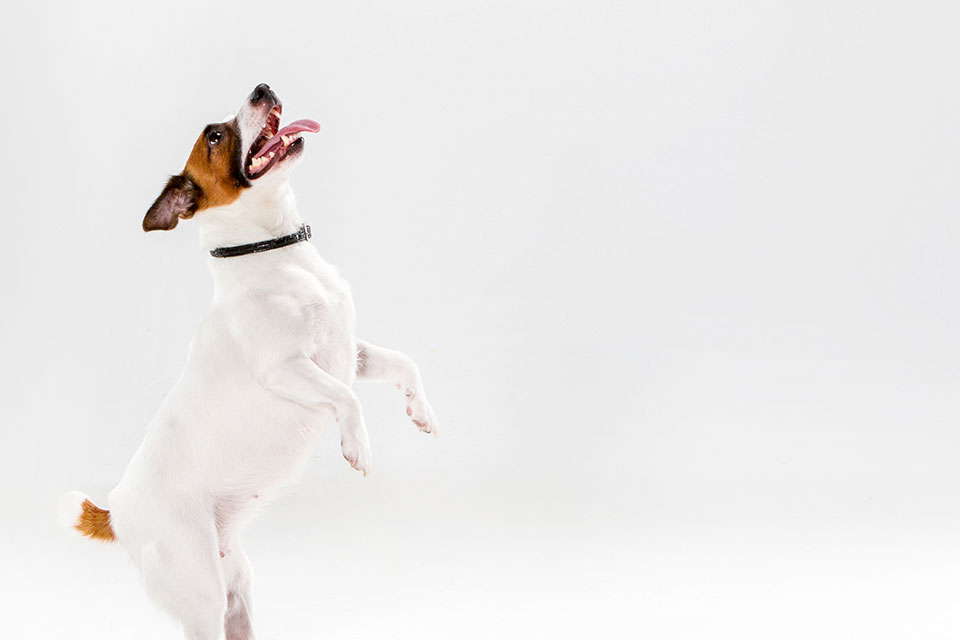 jack russell terrier training