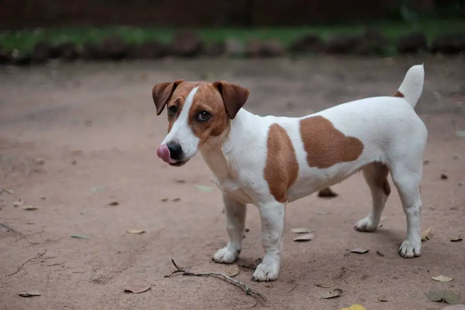 jack russell tail docking