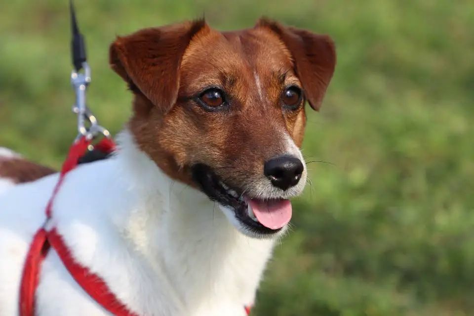 spaying cost jack russell