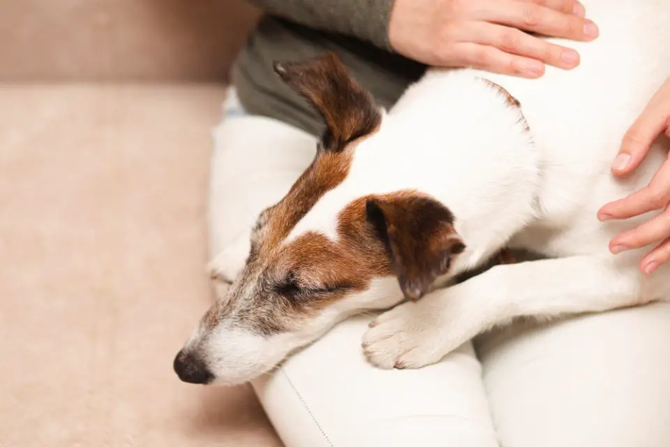 do jack russells love their owners