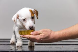 feeding your jack russell puppy