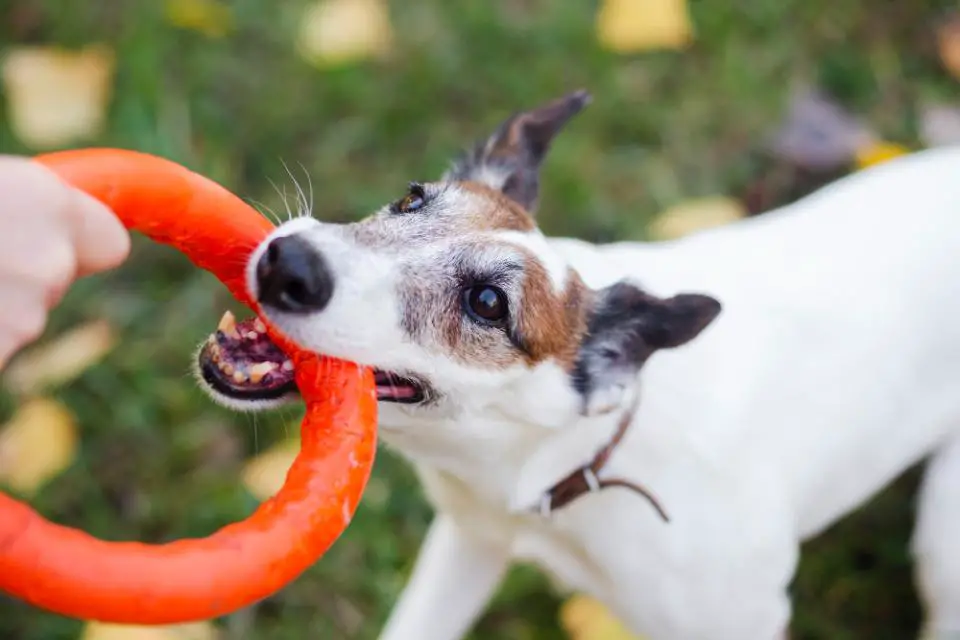 how to care of an older jack russell terrier