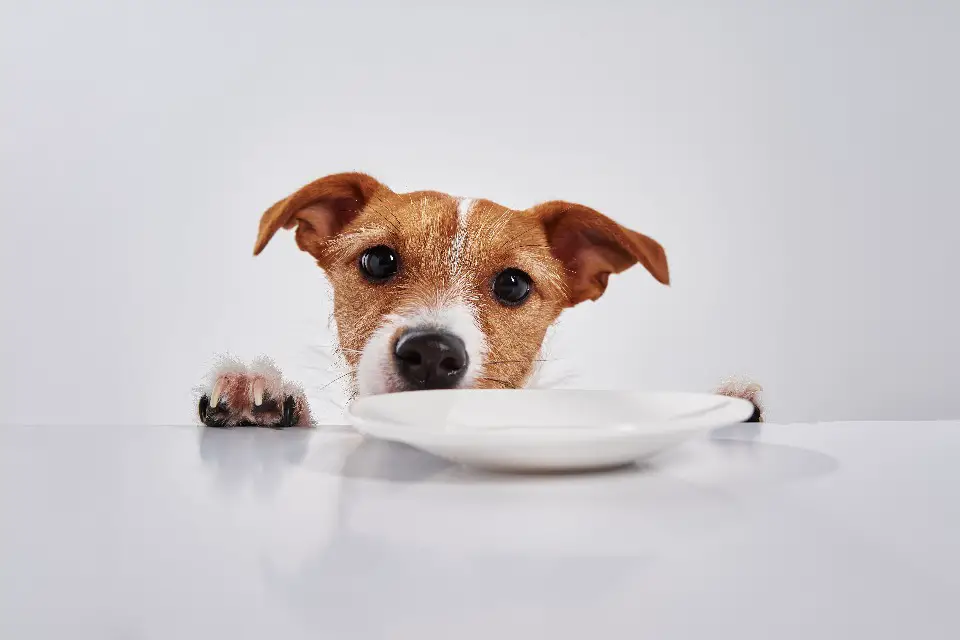 what can jack russells not eat