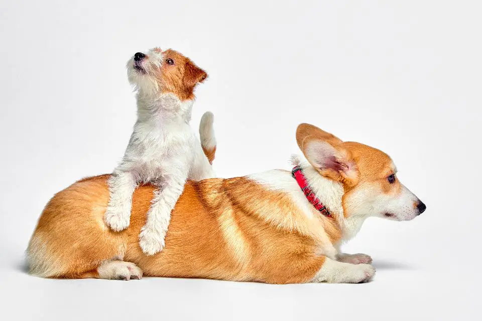 what dog breeds get along with jack russells