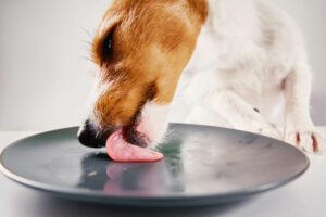 What Human Food Can Jack Russells Eat?