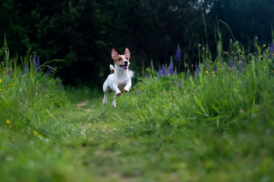 Why Do Jack Russells Run Away?